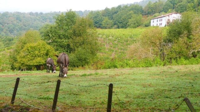 Randonnée, promenades dans le vignoble d'Irouleguy Randonnée, promenades dans le vignoble d'Irouleguy
