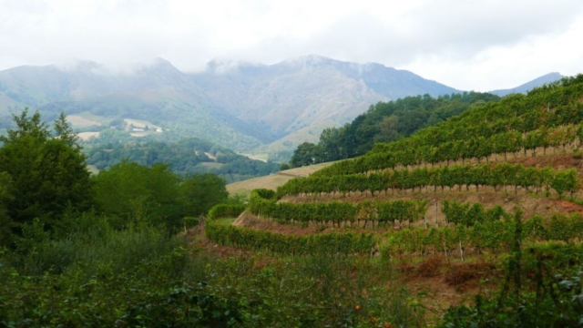 Randonnée, promenades dans le vignoble d'Irouleguy Randonnée, promenades dans le vignoble d'Irouleguy