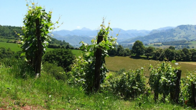 Randonnée, promenades dans le vignoble d'Irouleguy Randonnée, promenades dans le vignoble d'Irouleguy