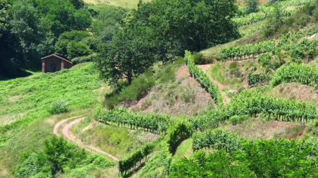 Randonnée, promenades dans le vignoble d'Irouleguy Randonnée, promenades dans le vignoble d'Irouleguy