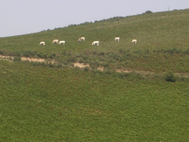 Urcuray - chemin des sources - balade en balcon - bovins et fougeraies